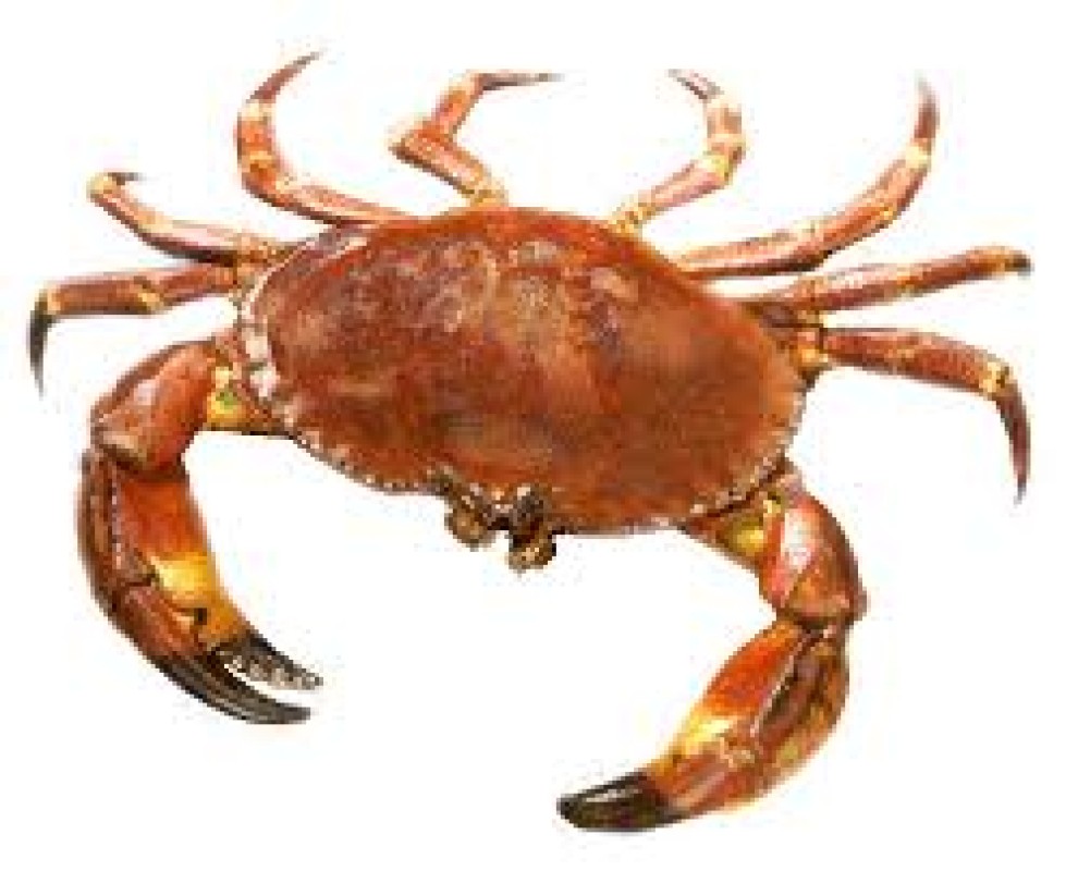 Mud Crab from Pakistan
